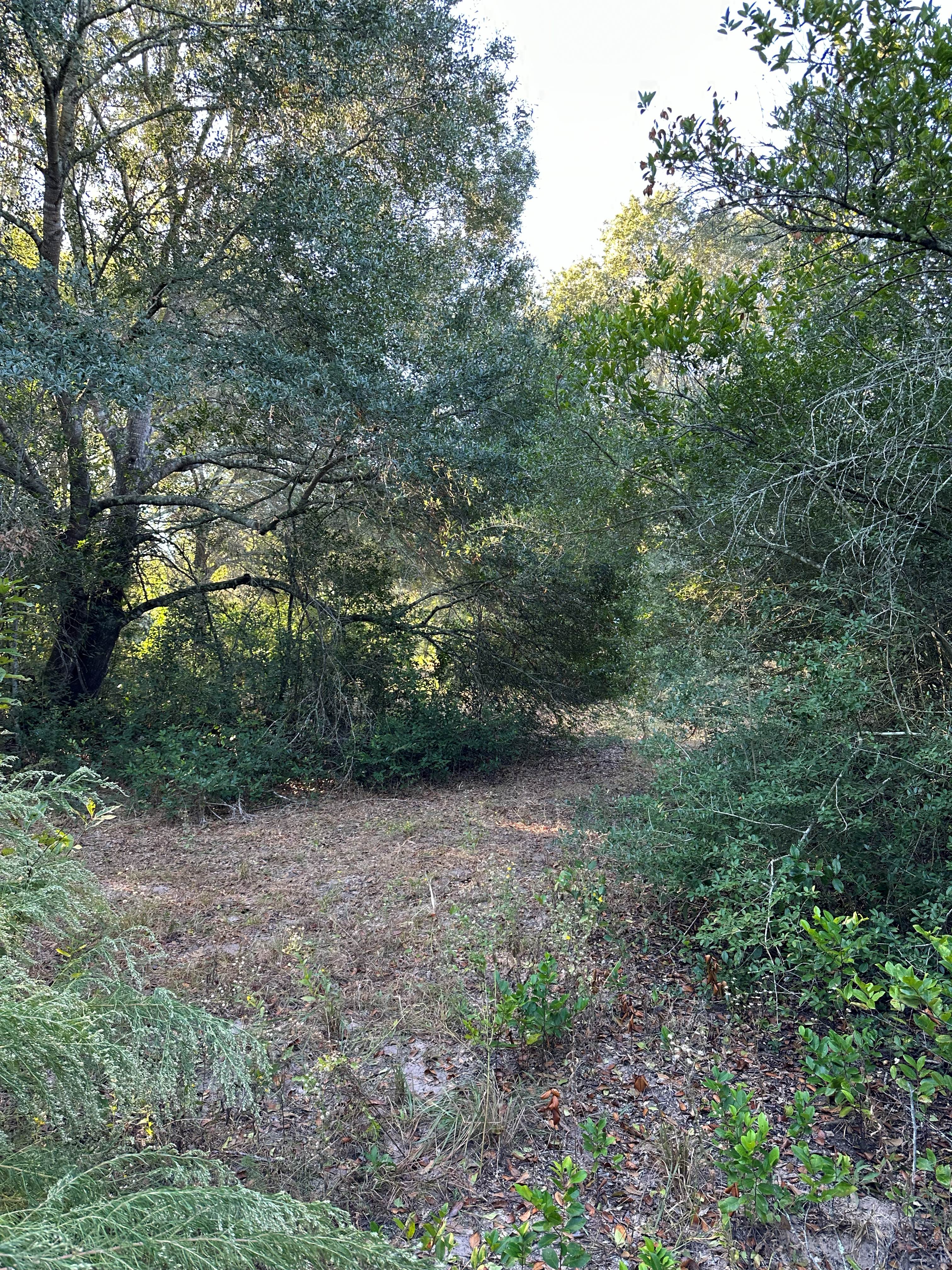 1-Acre Lot Clearing photo 5