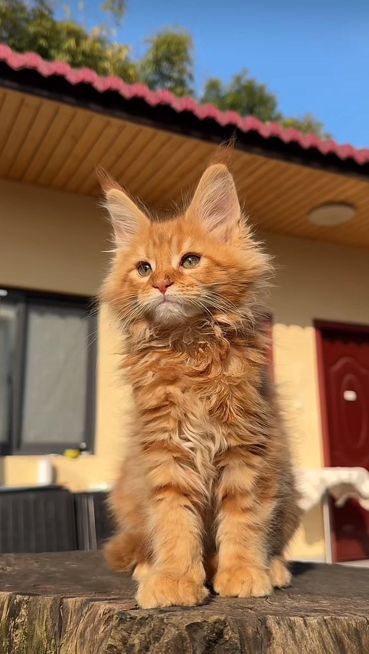 Maine Coon kitten Leila