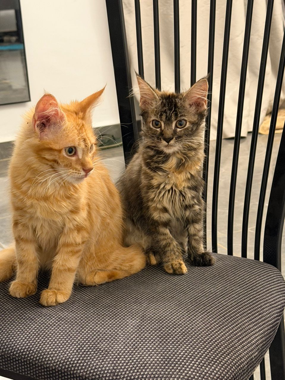 Maine Coon kitten playing