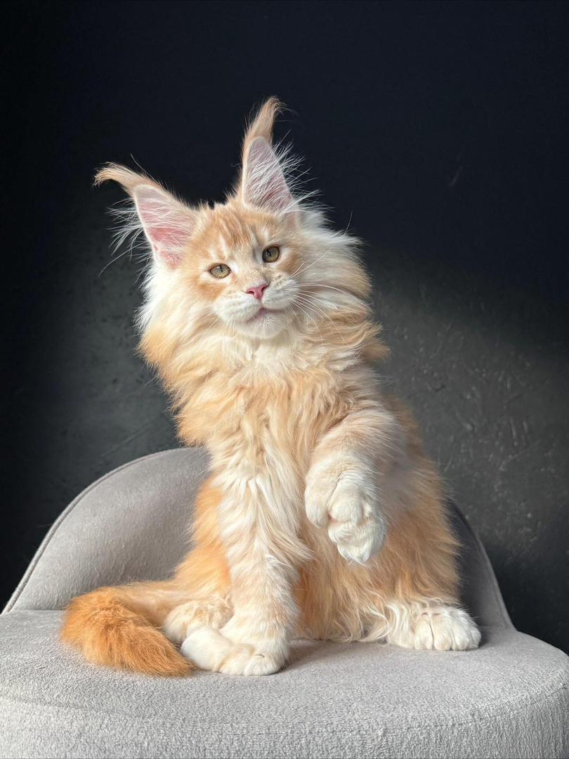 Maine Coon Kitten