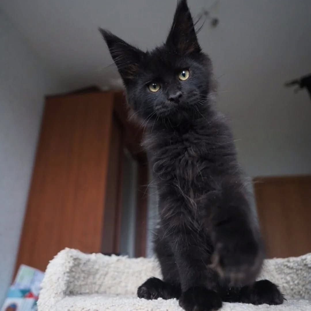 Maine Coon kitten close up