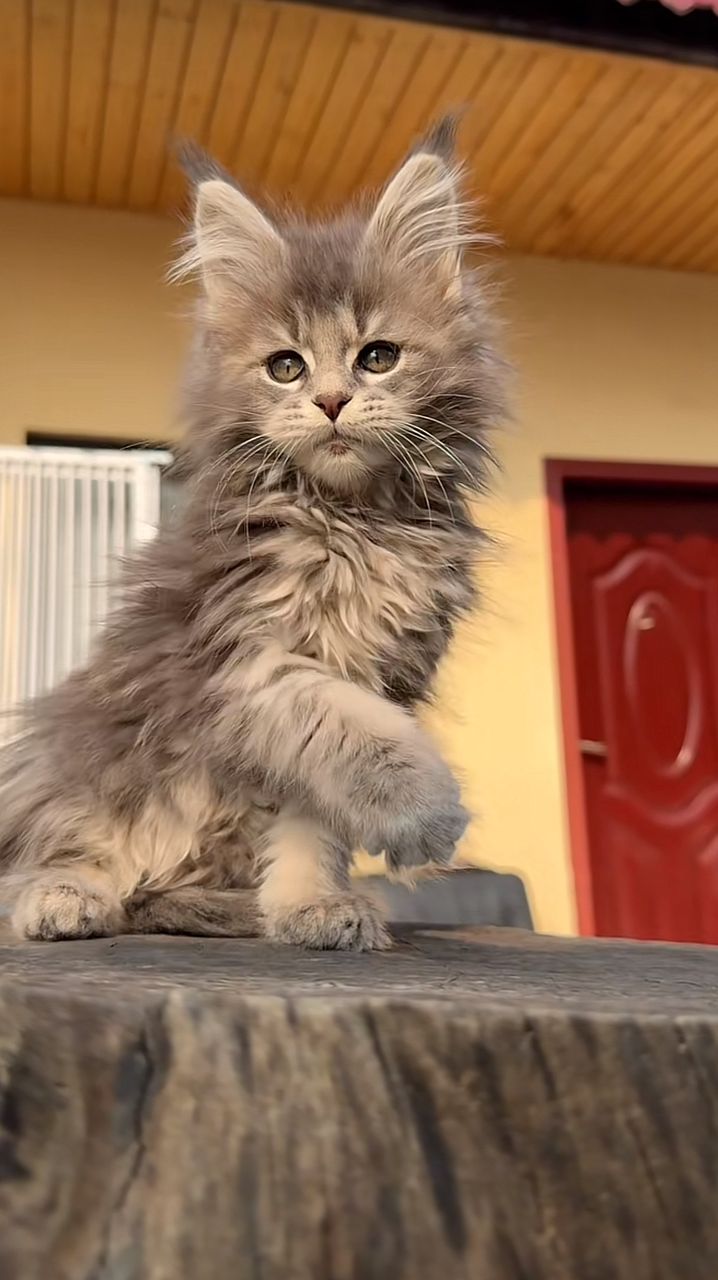 Maine Coon kitten Blaze