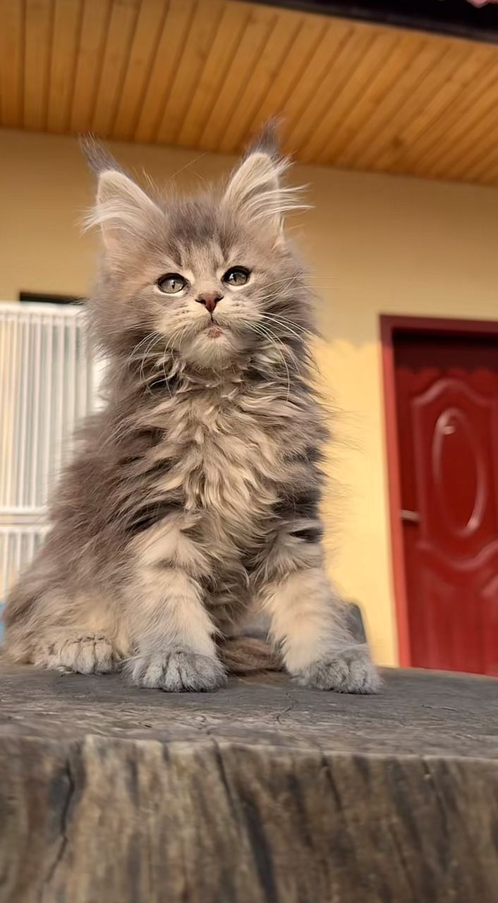 Bella