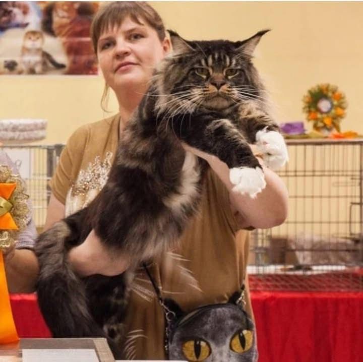Maine Coon kitten fluffy