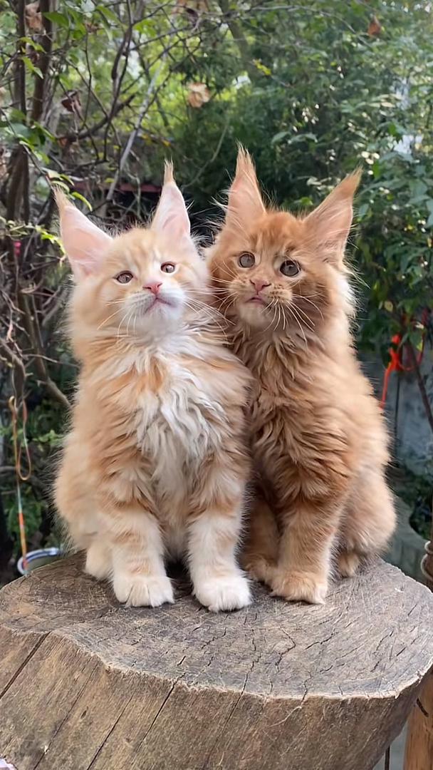 Maine Coon Kitten