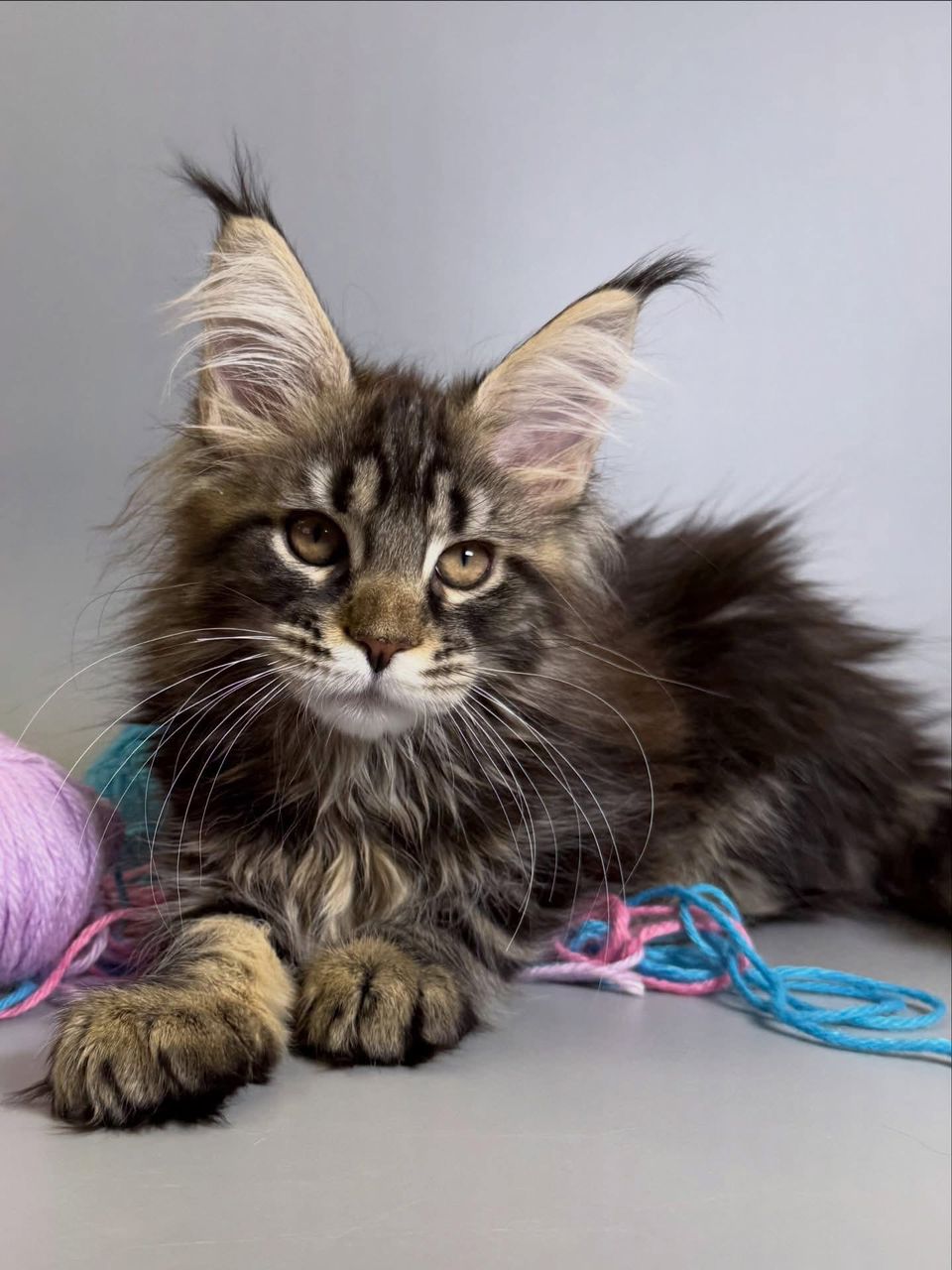 Maine Coon kitten portrait