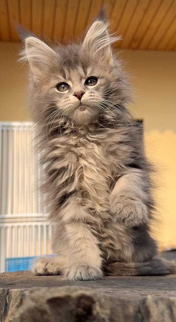 Maine Coon Kitten