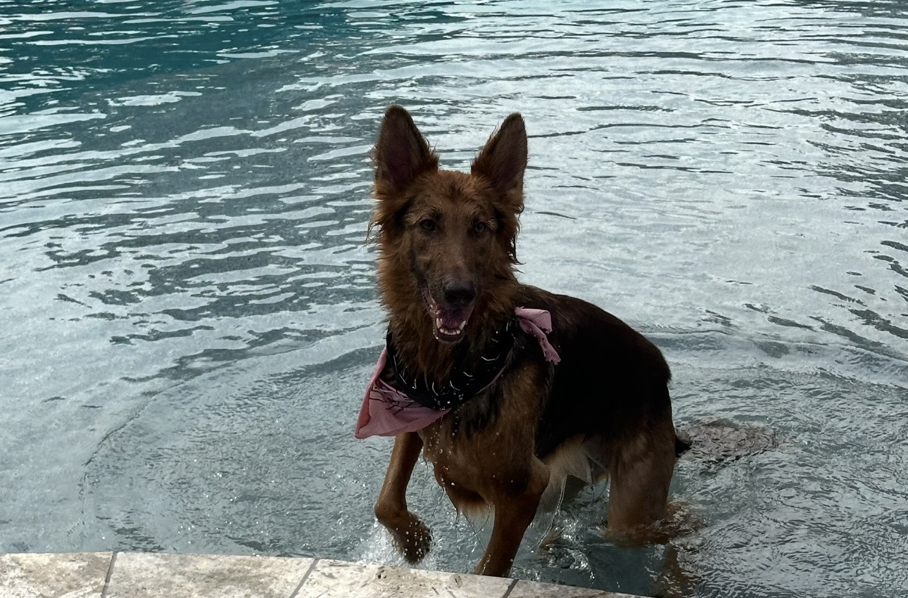 The pack — Loki, Snowy, Icy and Flurry