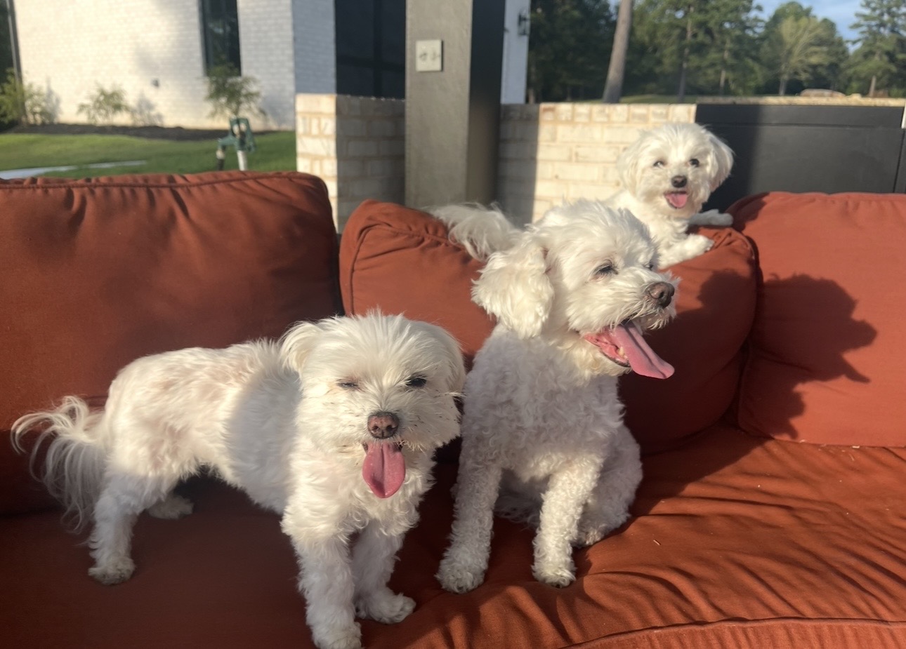 Loki, Snowy, Icy and Flurry