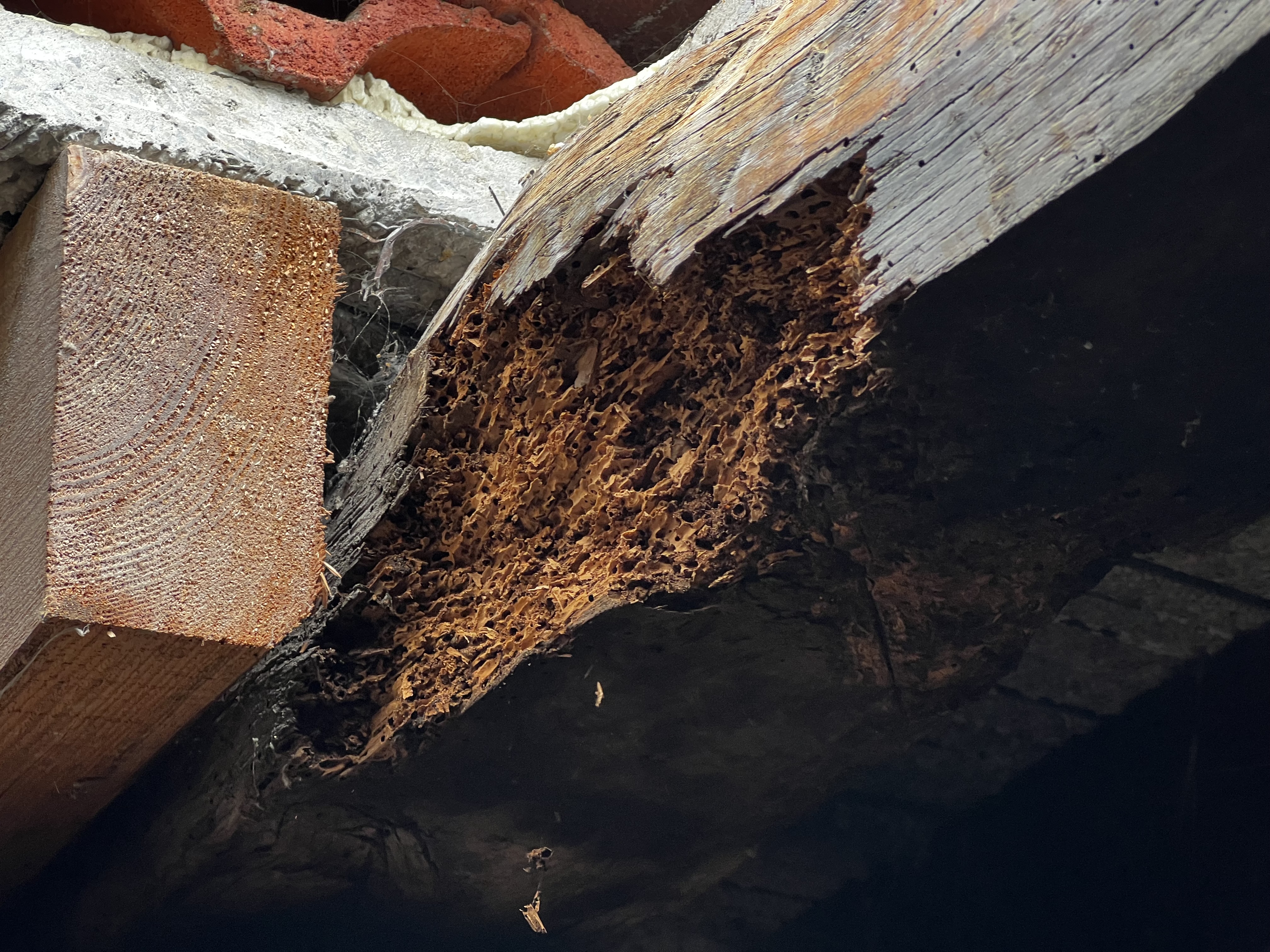 Orificios de salida de carcoma en viga de roble — caserío Bizkaia