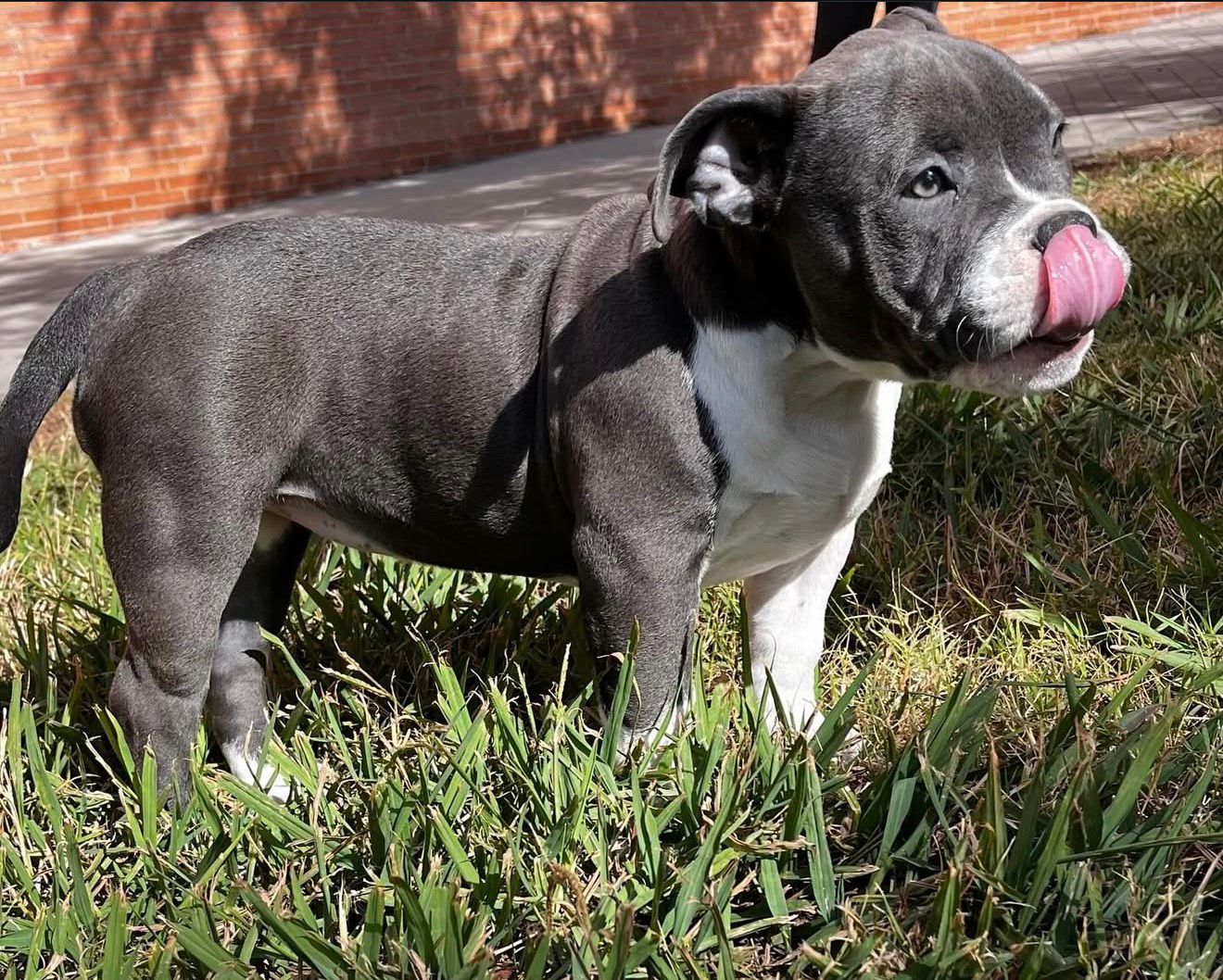 Arquipedo 2.0 - Hijo de King Kipe