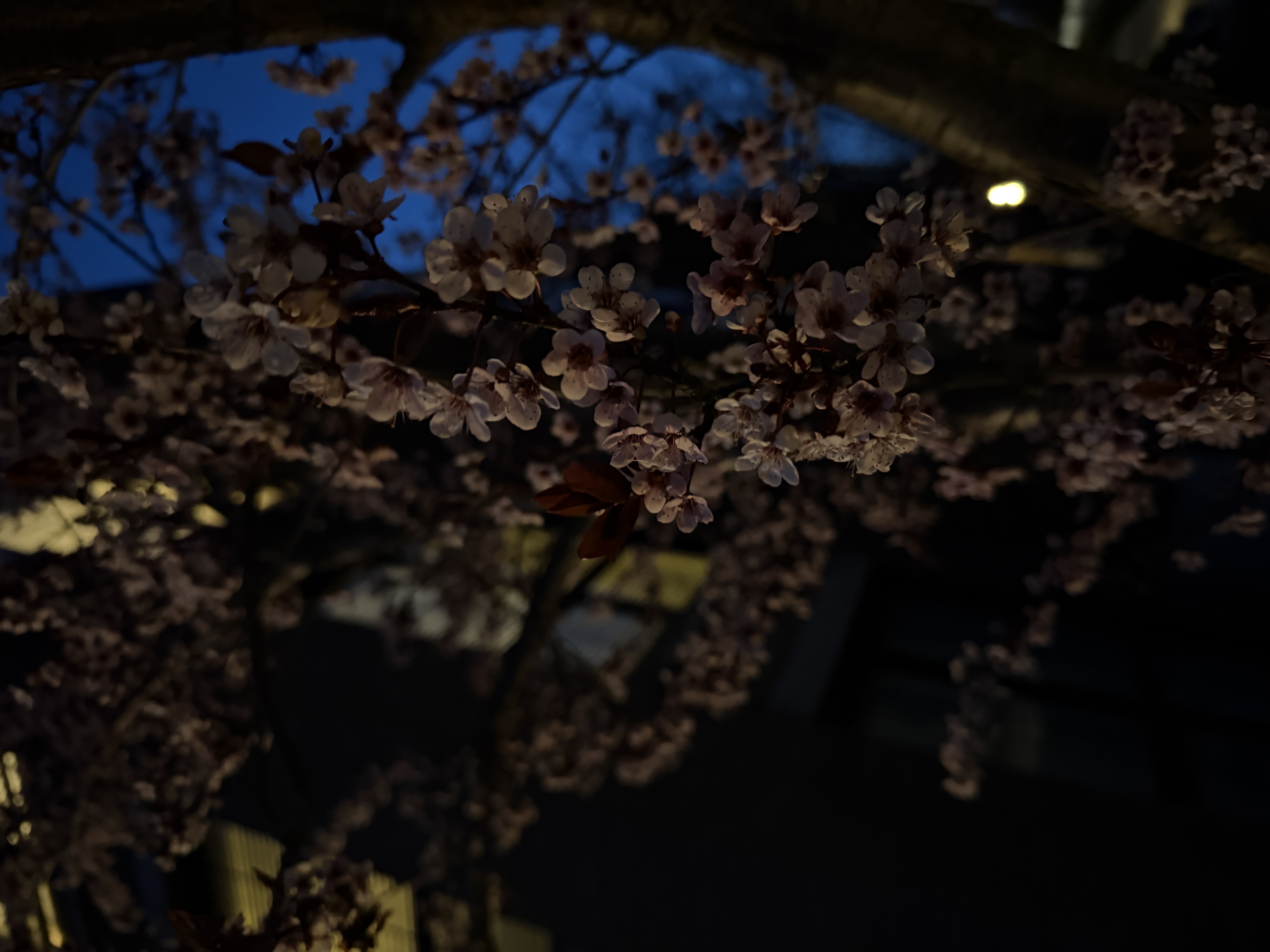 Tensile