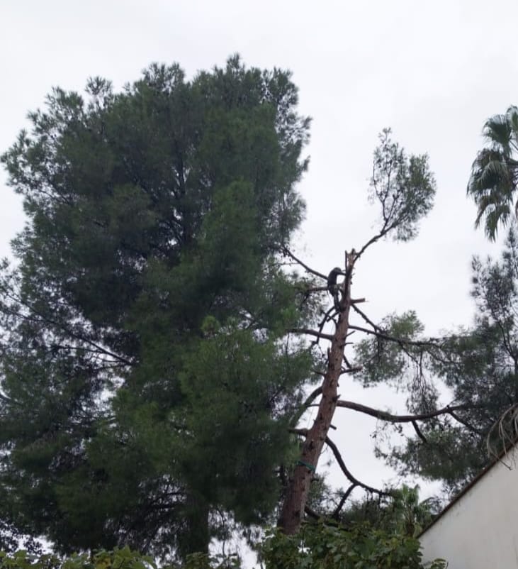 Trabajo real — Desbrozado de parcela