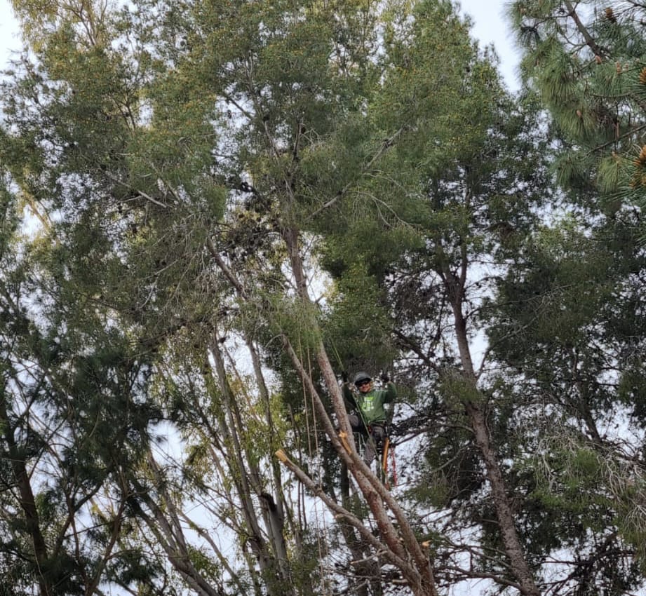 Trabajo real — Mantenimiento de jardín