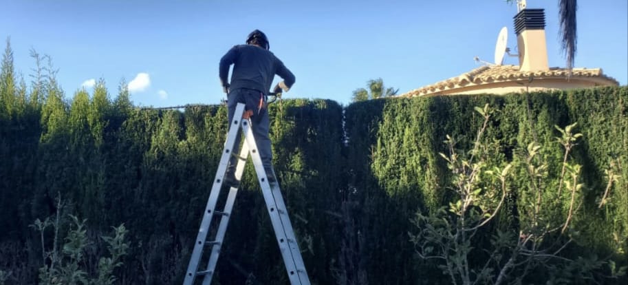 Trabajo real — Tala de árbol