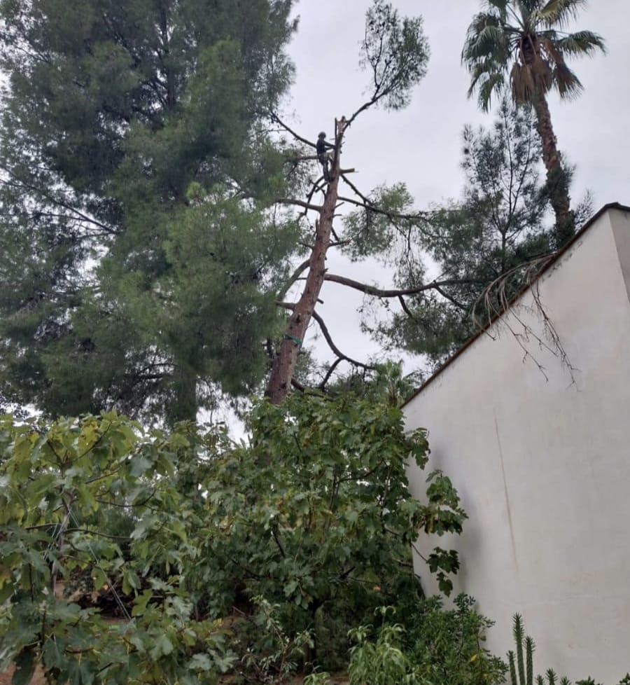 Trabajo real — Mantenimiento de jardín