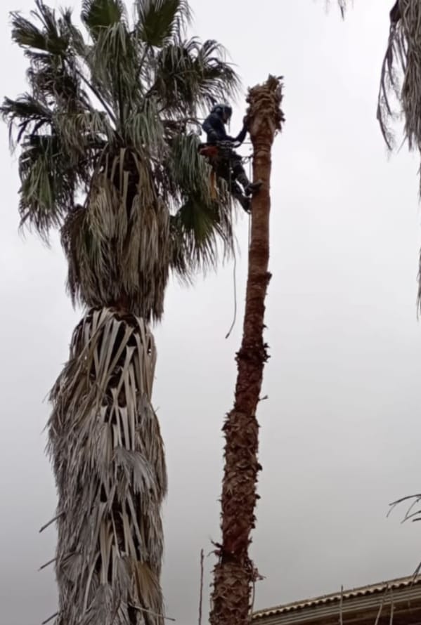 Trabajo real — Tala en altura