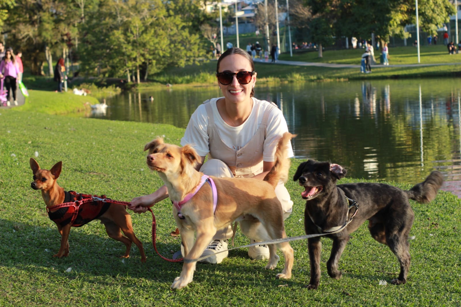 Cães felizes no Hotelzinho da Fran em Itajaí