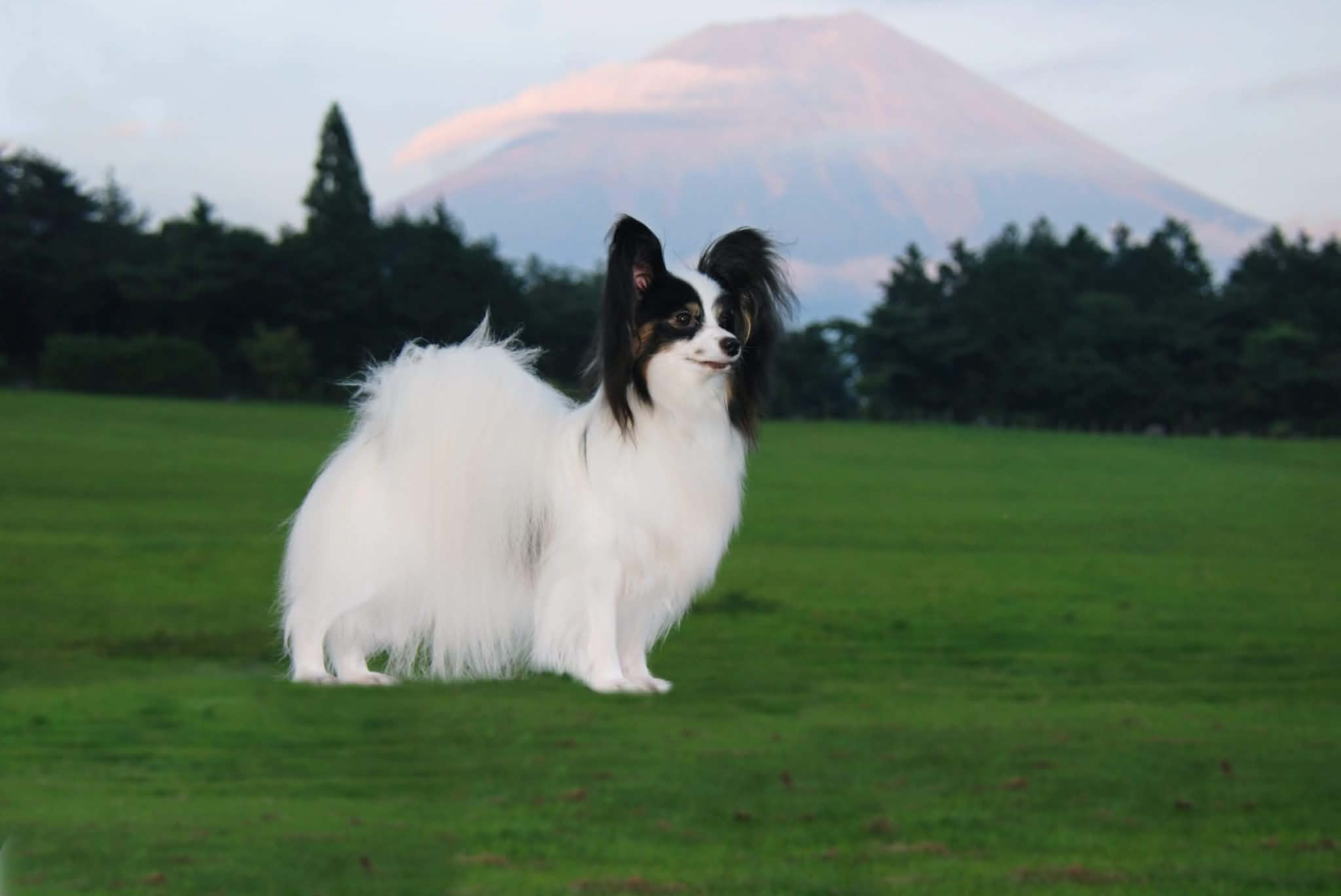 パピヨンブリーダー Queen Bless|パピヨン子犬販売・チャンピオン血統