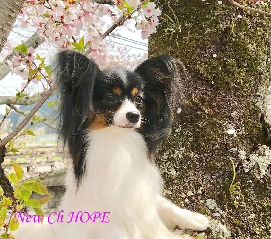 パピヨンブリーダー Queen Bless|パピヨン子犬販売・チャンピオン血統
