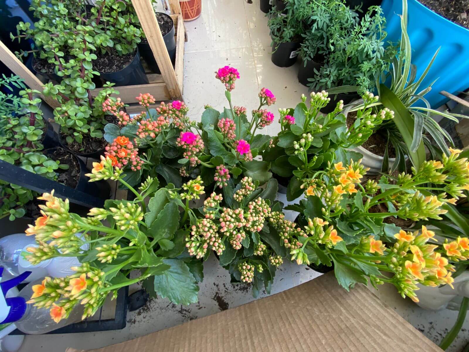 Armonía y decoración con plantas