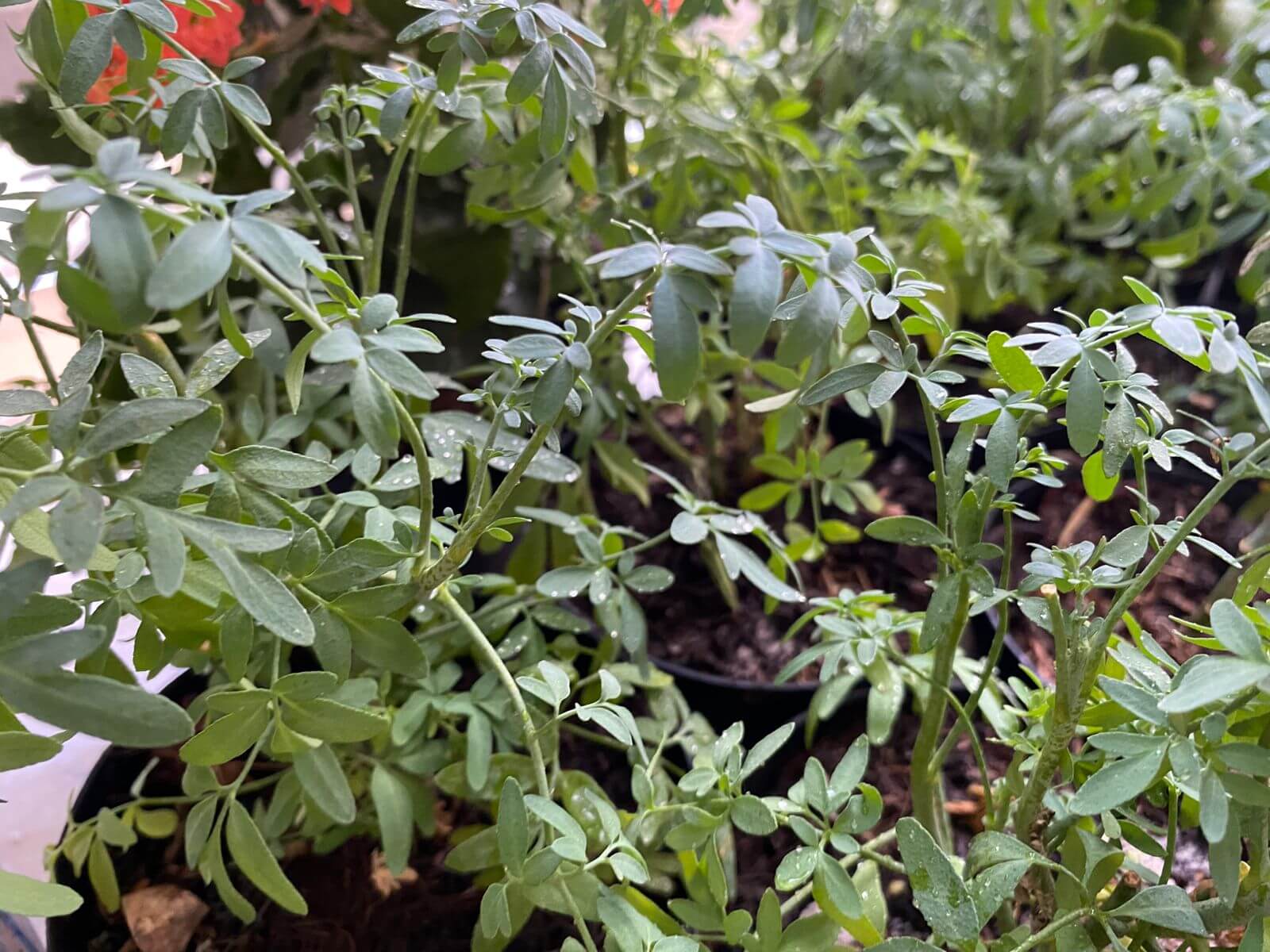 Ruda — planta de protección