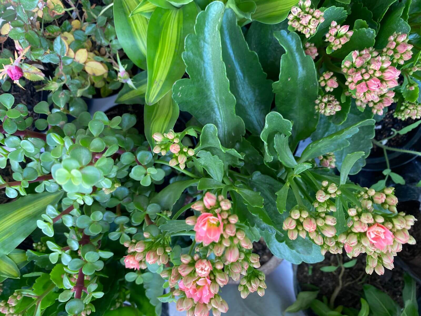 Plantas medicinales y ornamentales