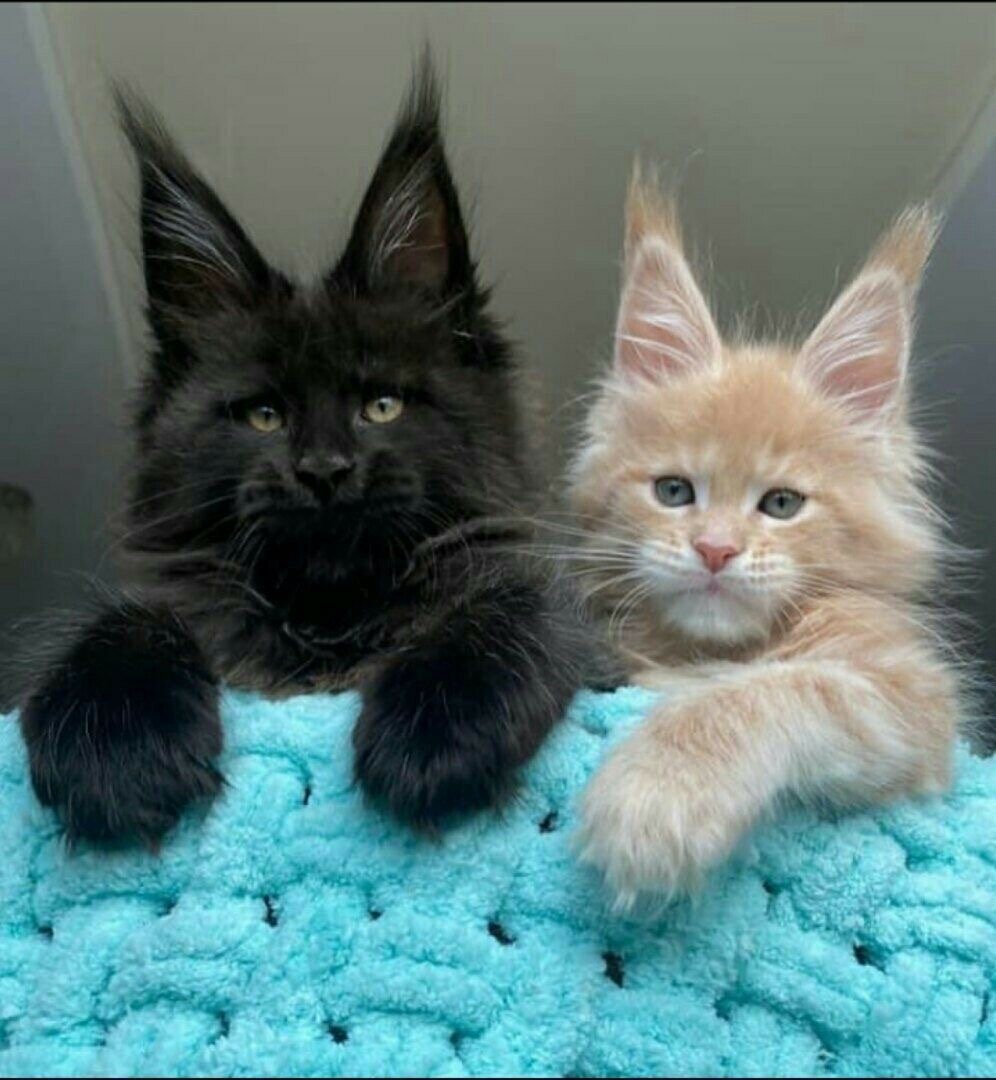 Elegant Maine Coon in luxury setting