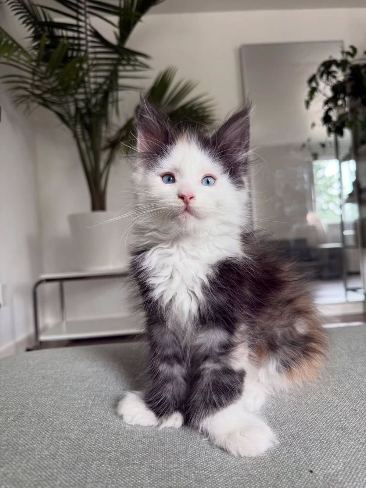 Apollo