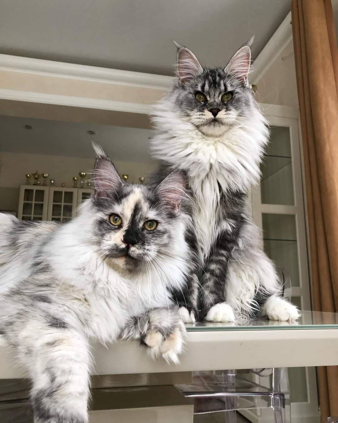 Maine Coon kittens in a loving home