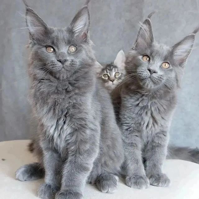 Beautiful Maine Coon kittens