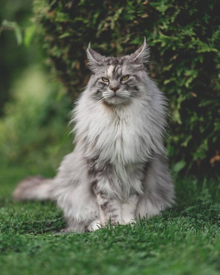 Beautiful Maine Coon kitten