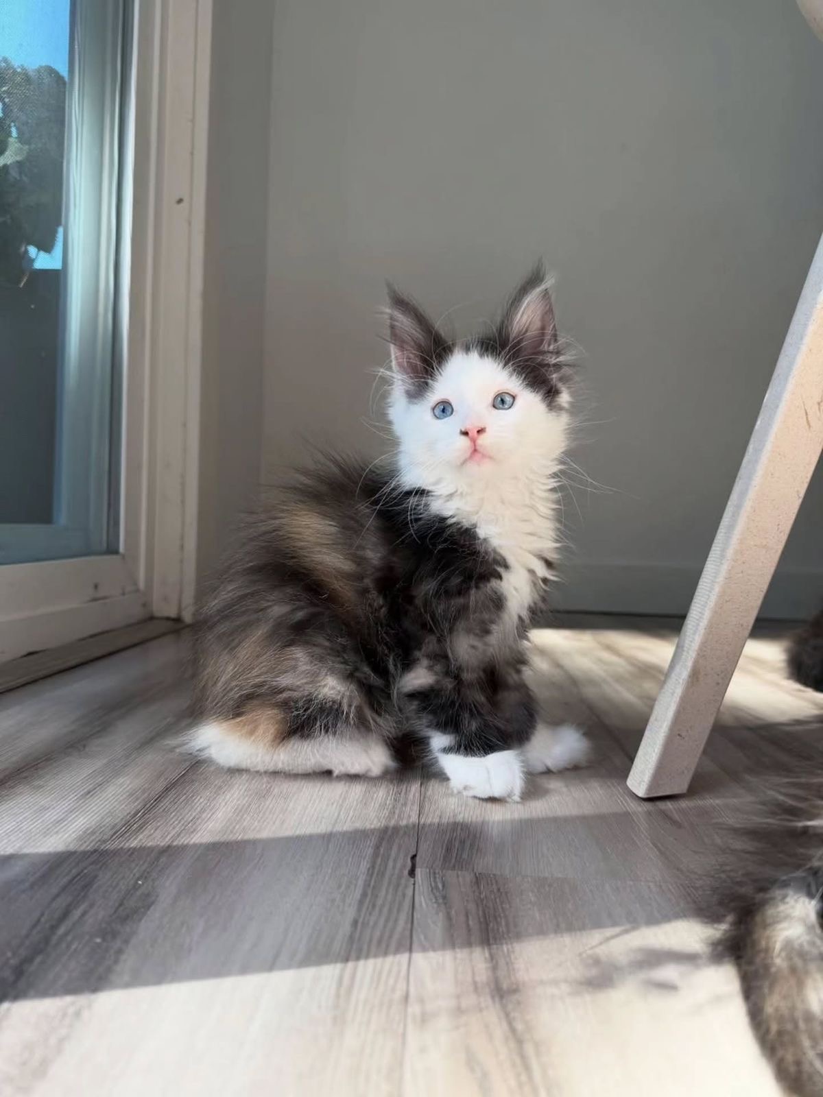 Thor