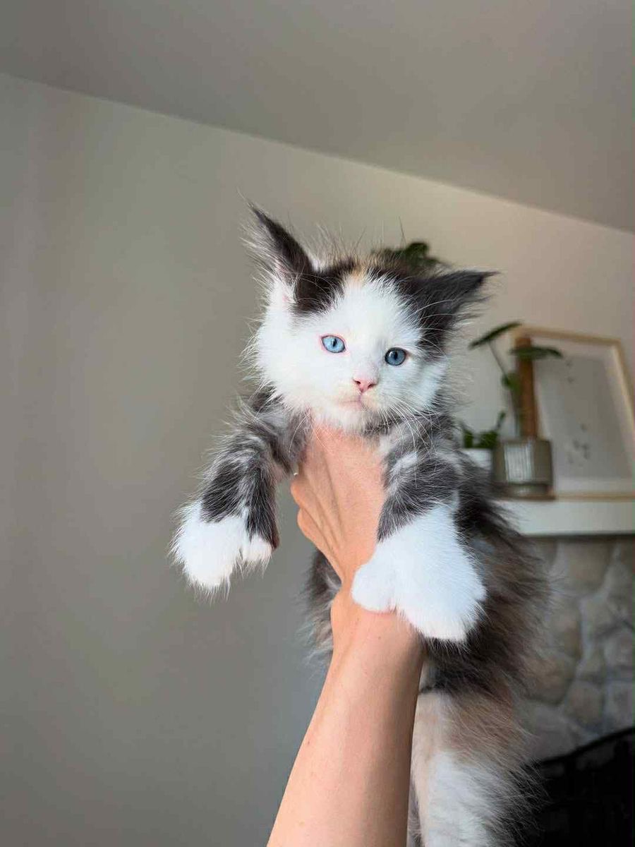 Luna