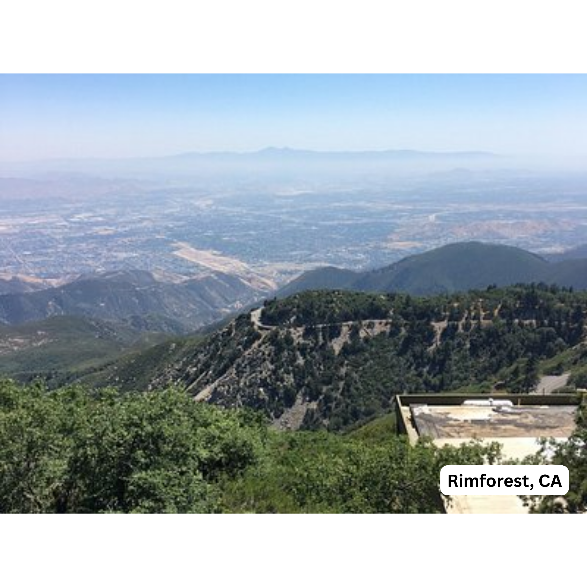Rim Forest