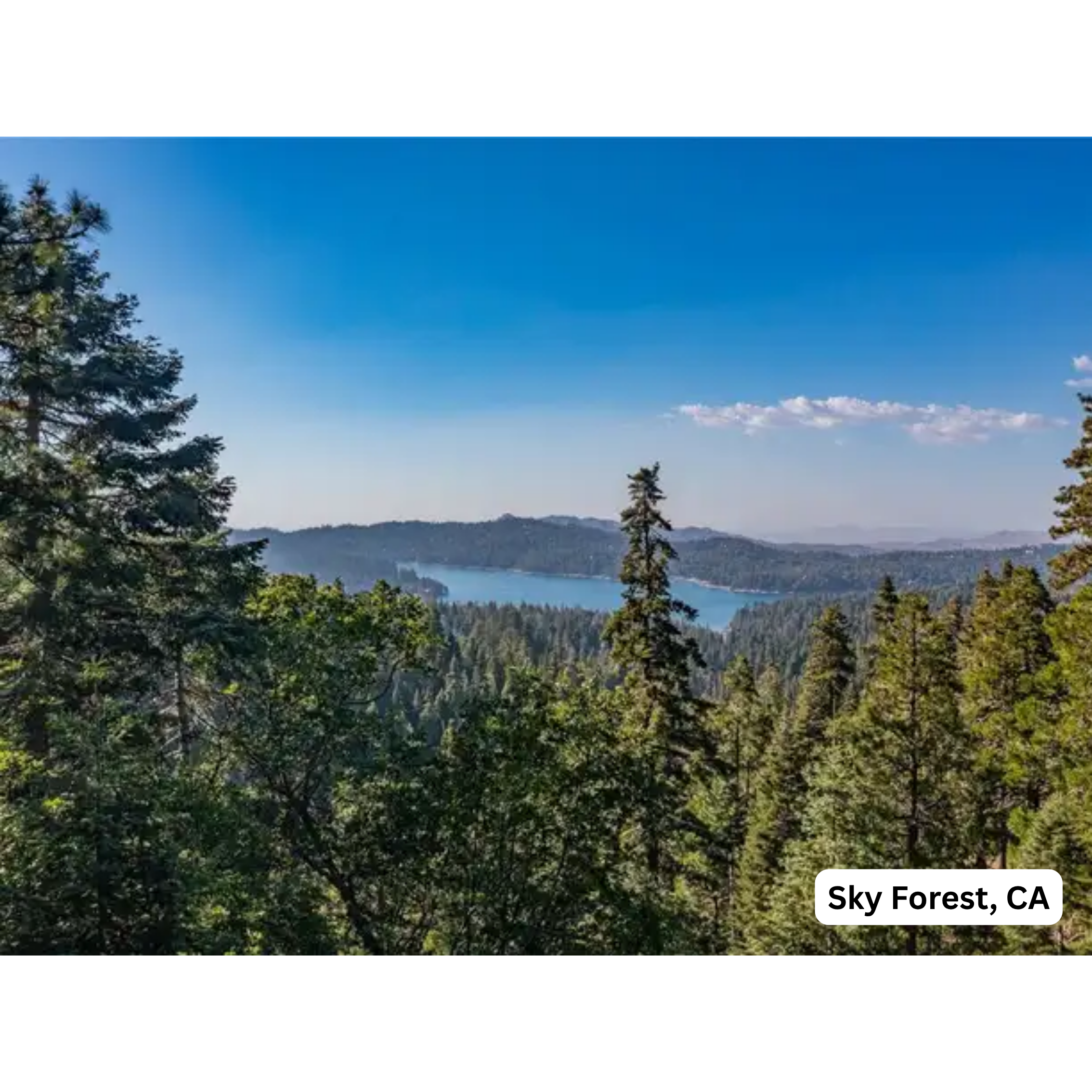Sky Forest
