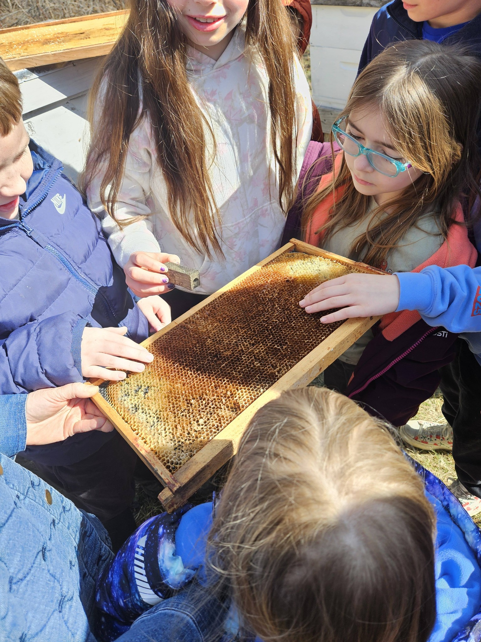 Students getting a close look at honeycomb and hive structure