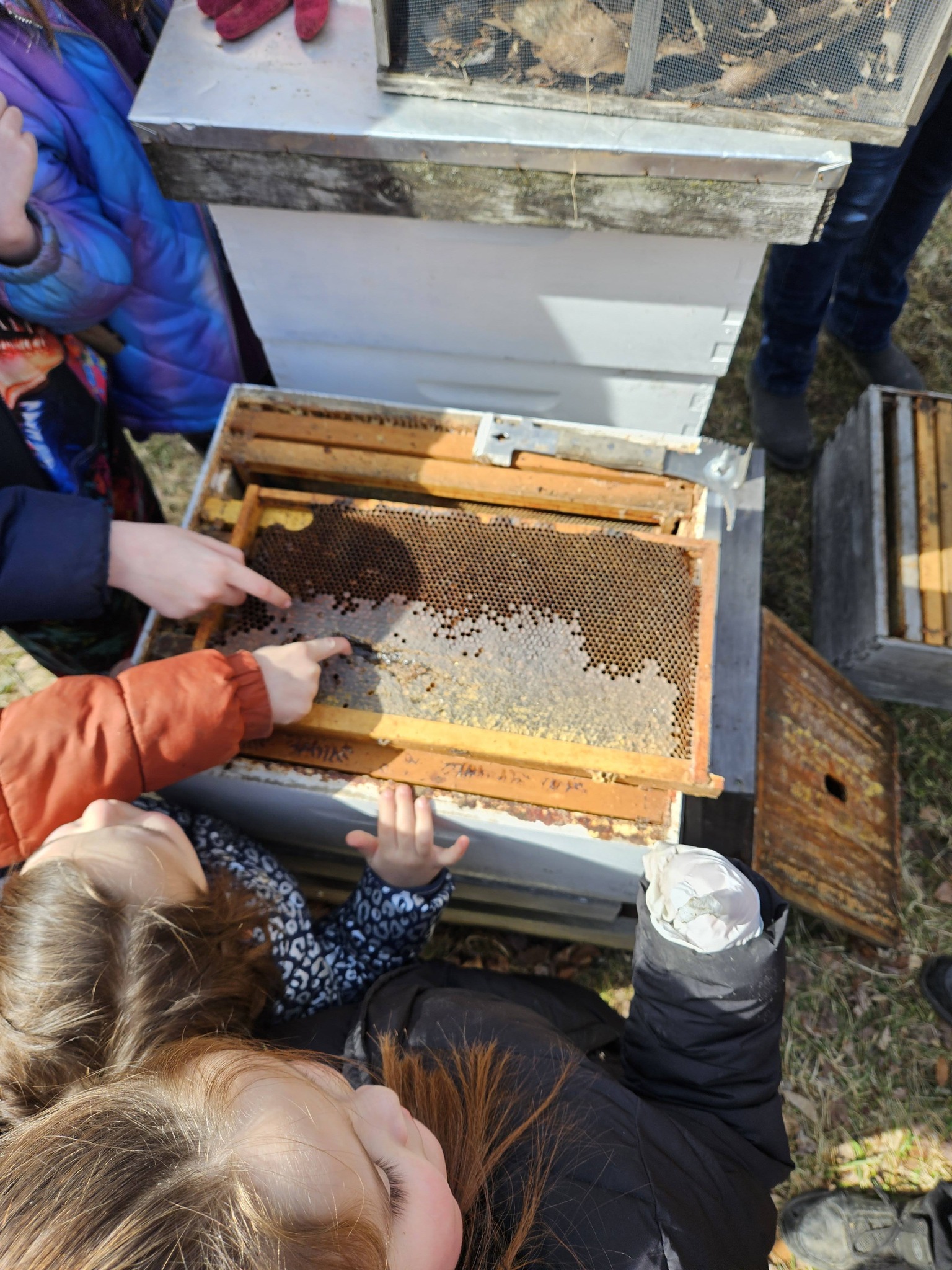 Students examining hive frames during the apiary tour