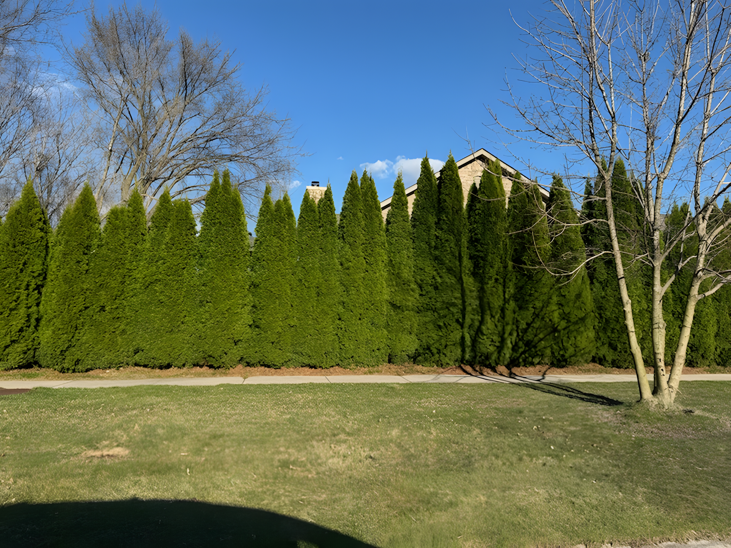 Privacy tree wall installation