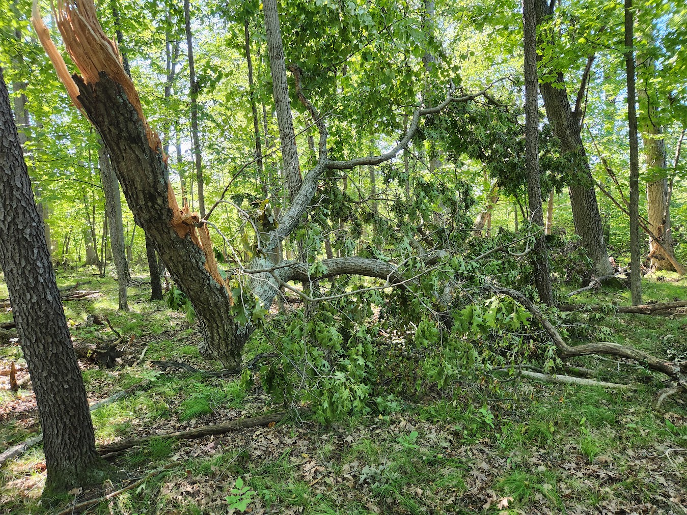 Deer Habitat Improvement