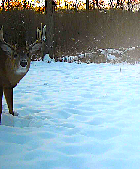 Deer Habitat Improvement