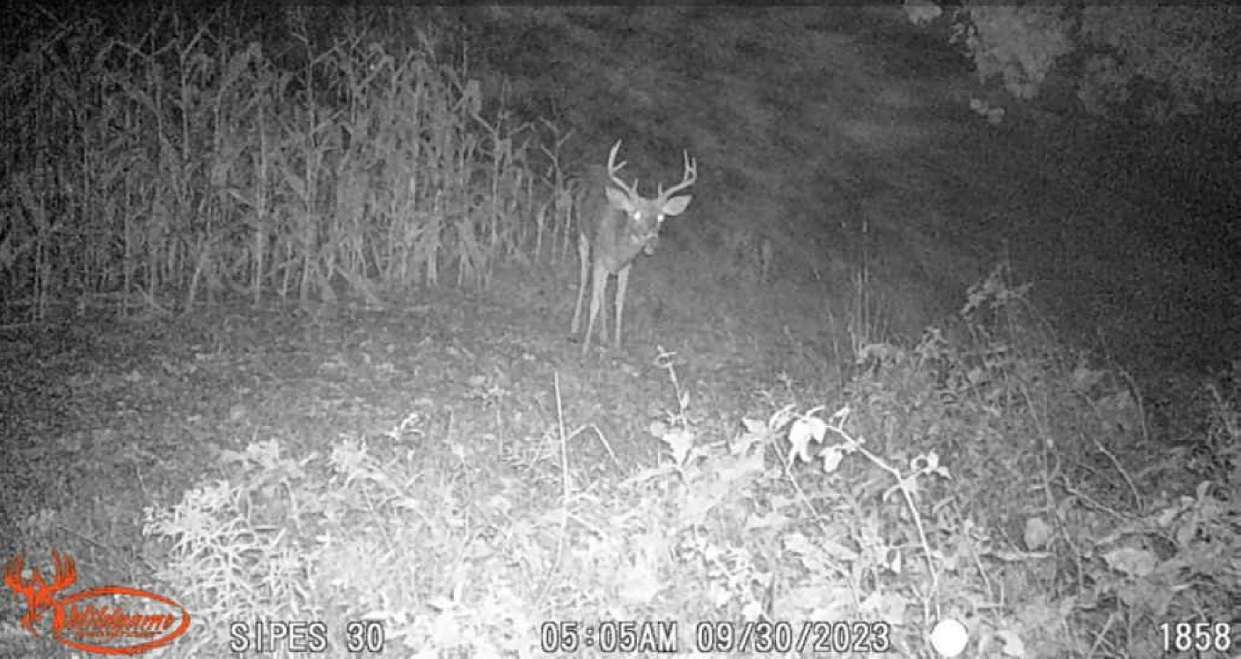 Deer Habitat Improvement