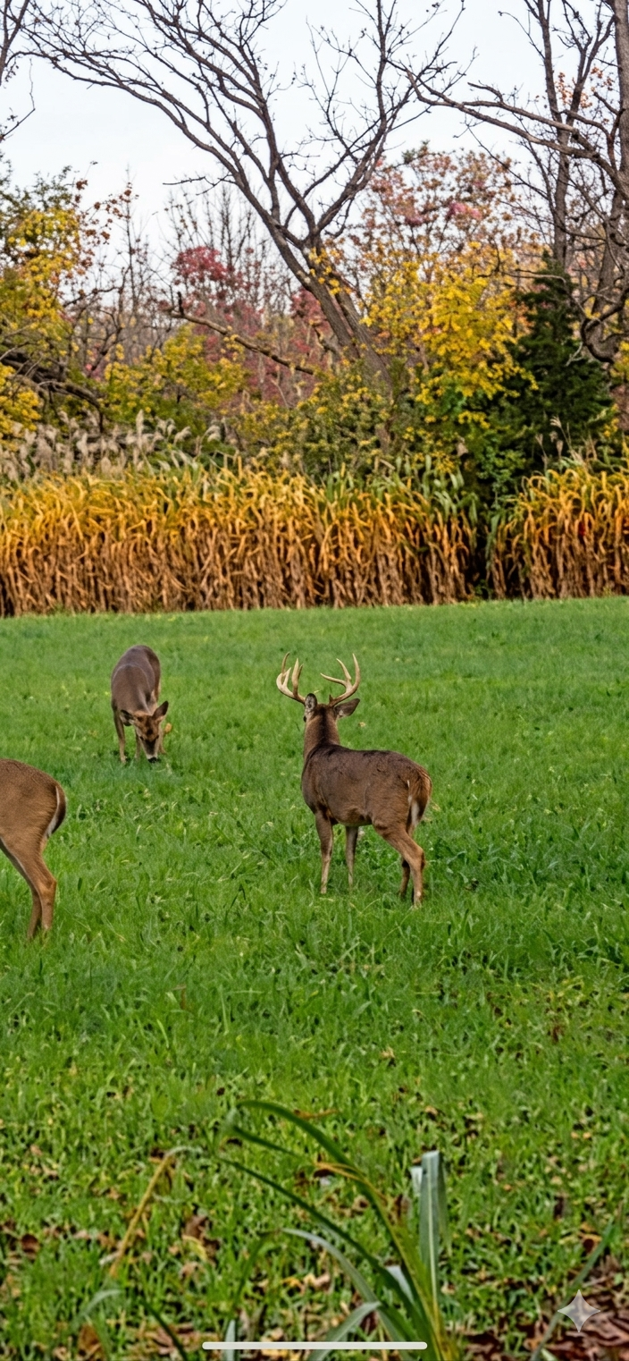 Deer Habitat Improvement