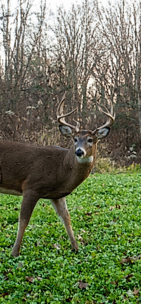 Deer Habitat Improvement