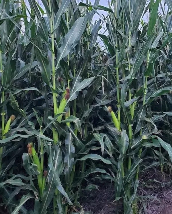 North 82 Gold Corn