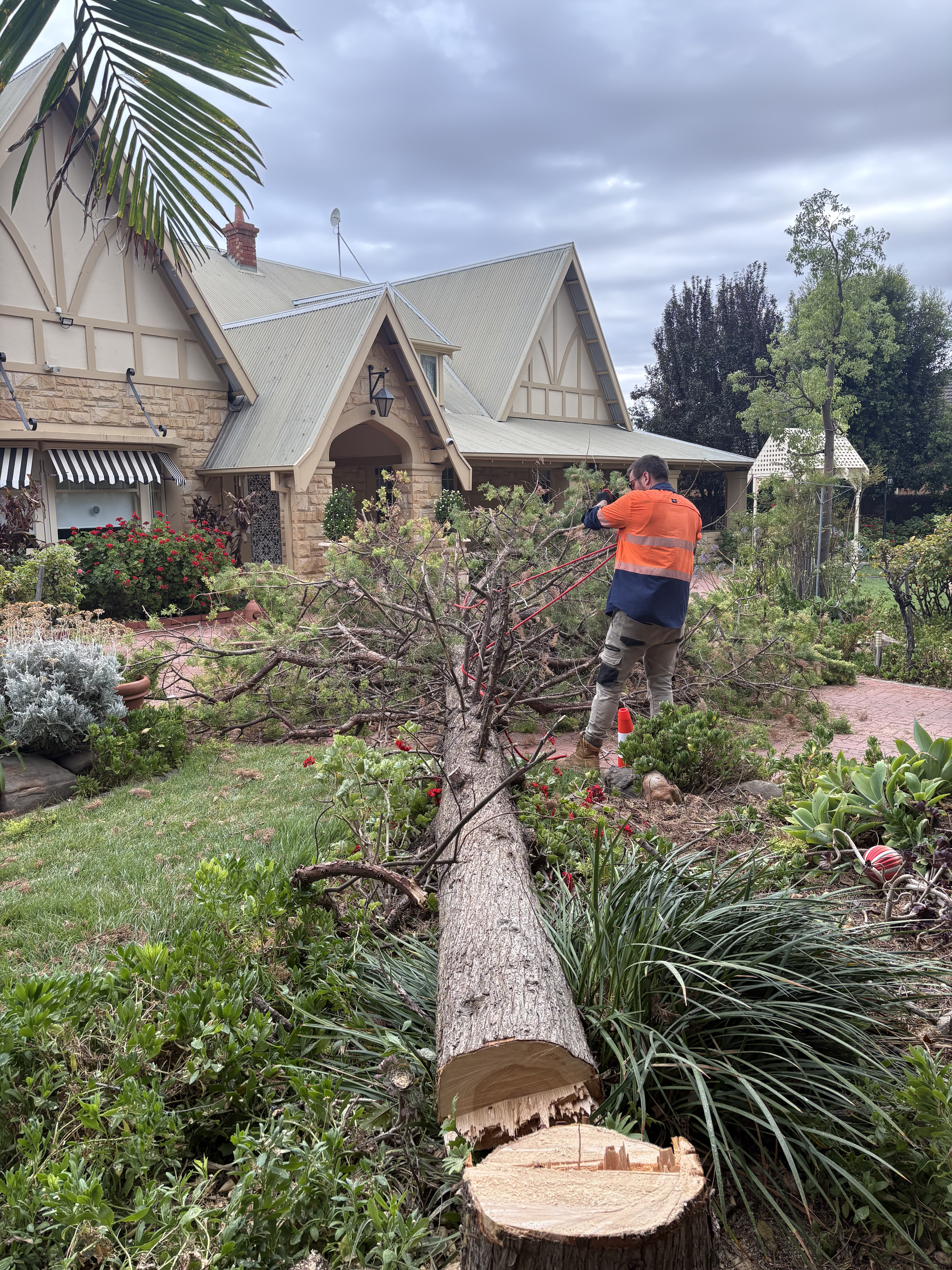 Tree removal Adelaide
