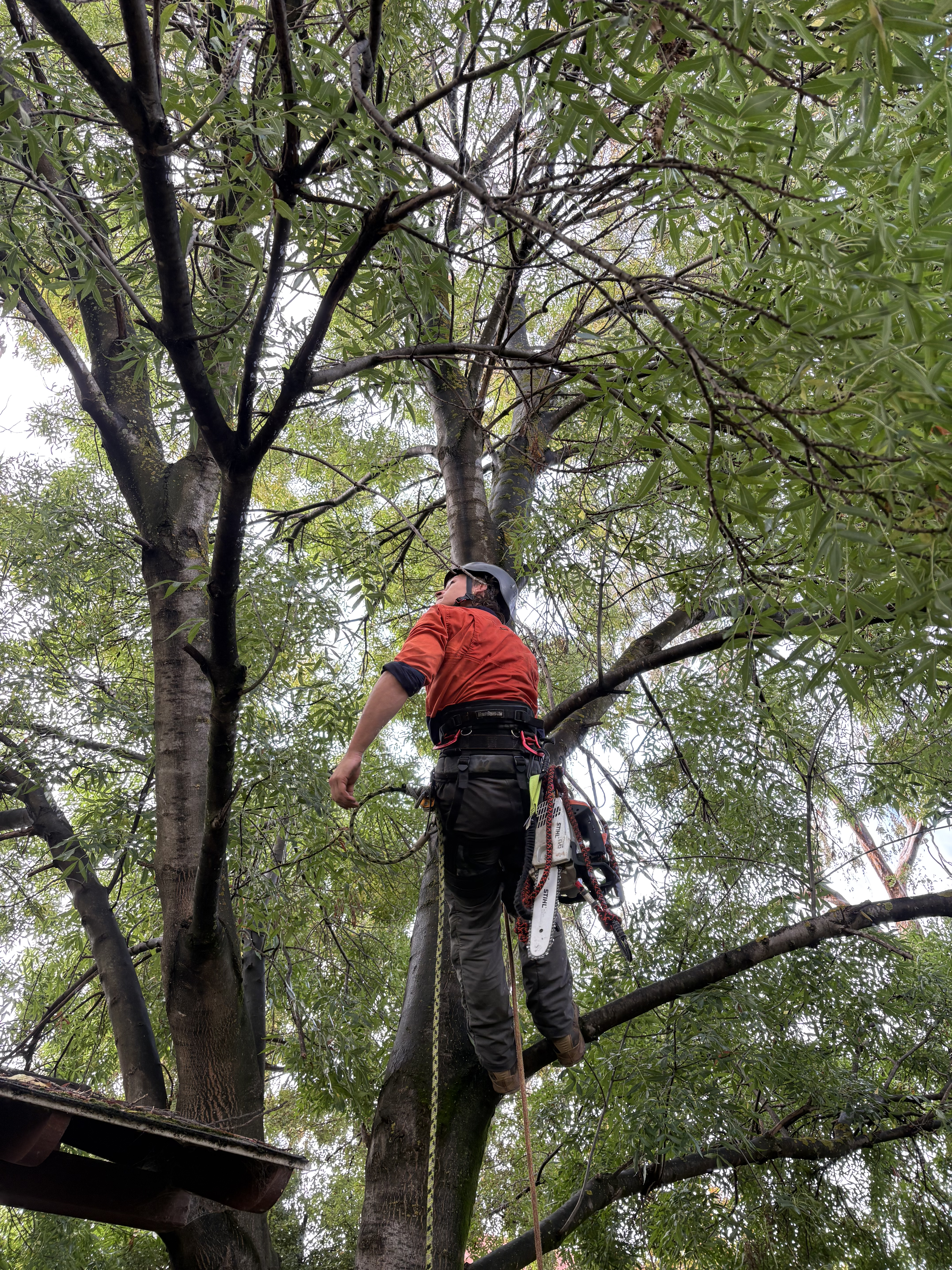 Arborist Services
