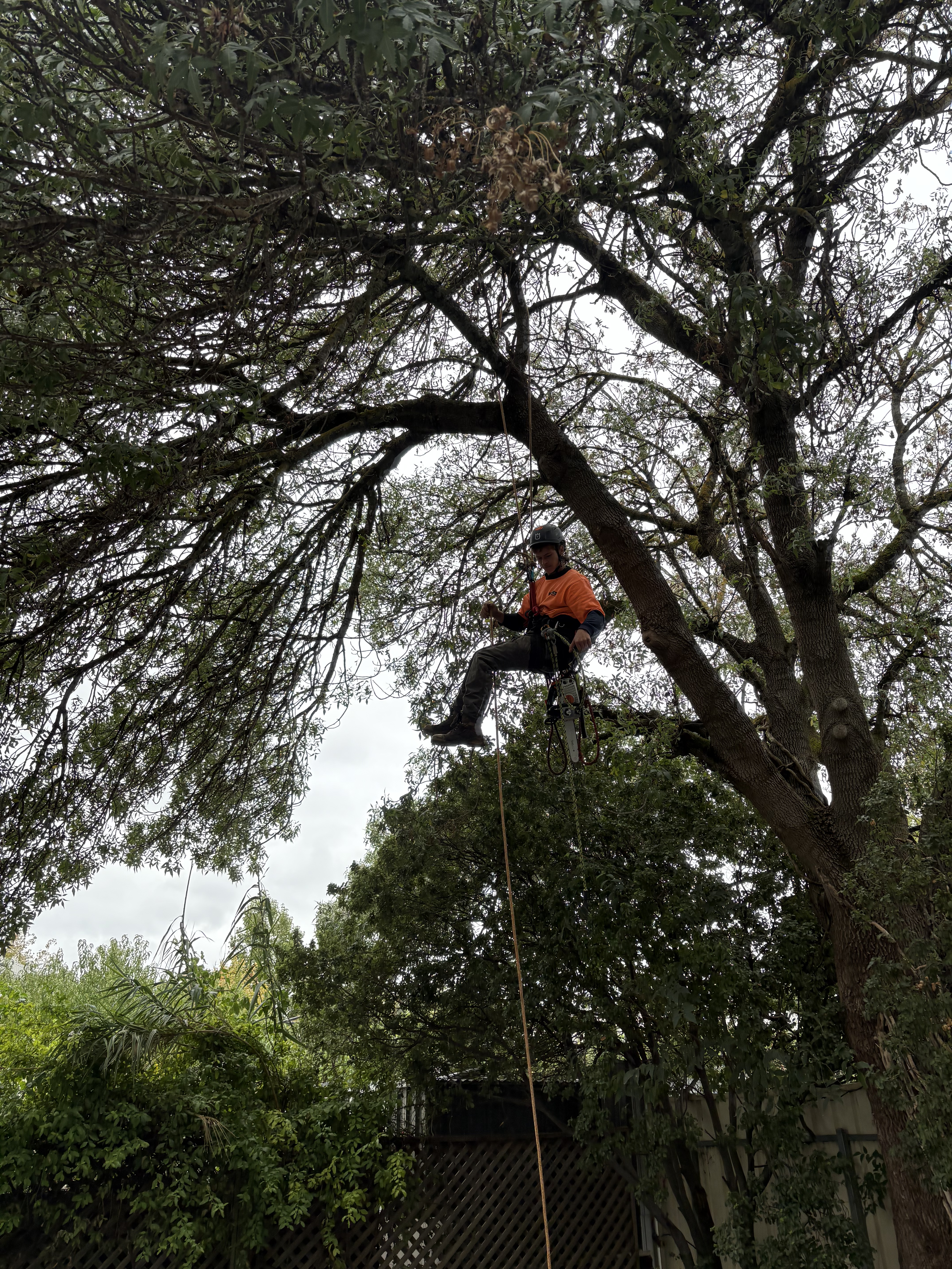 Tree Trimming