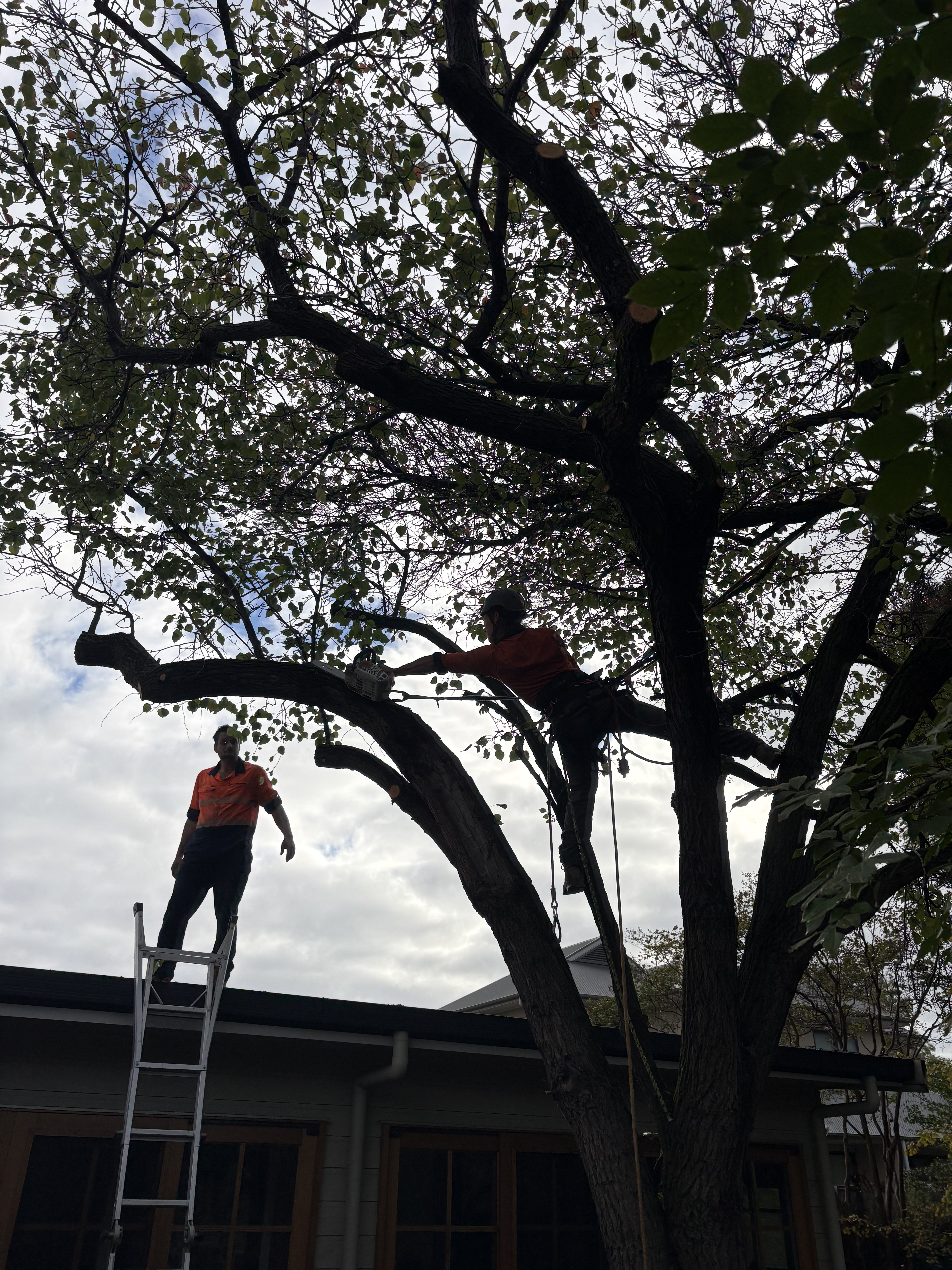 Residential Tree Work