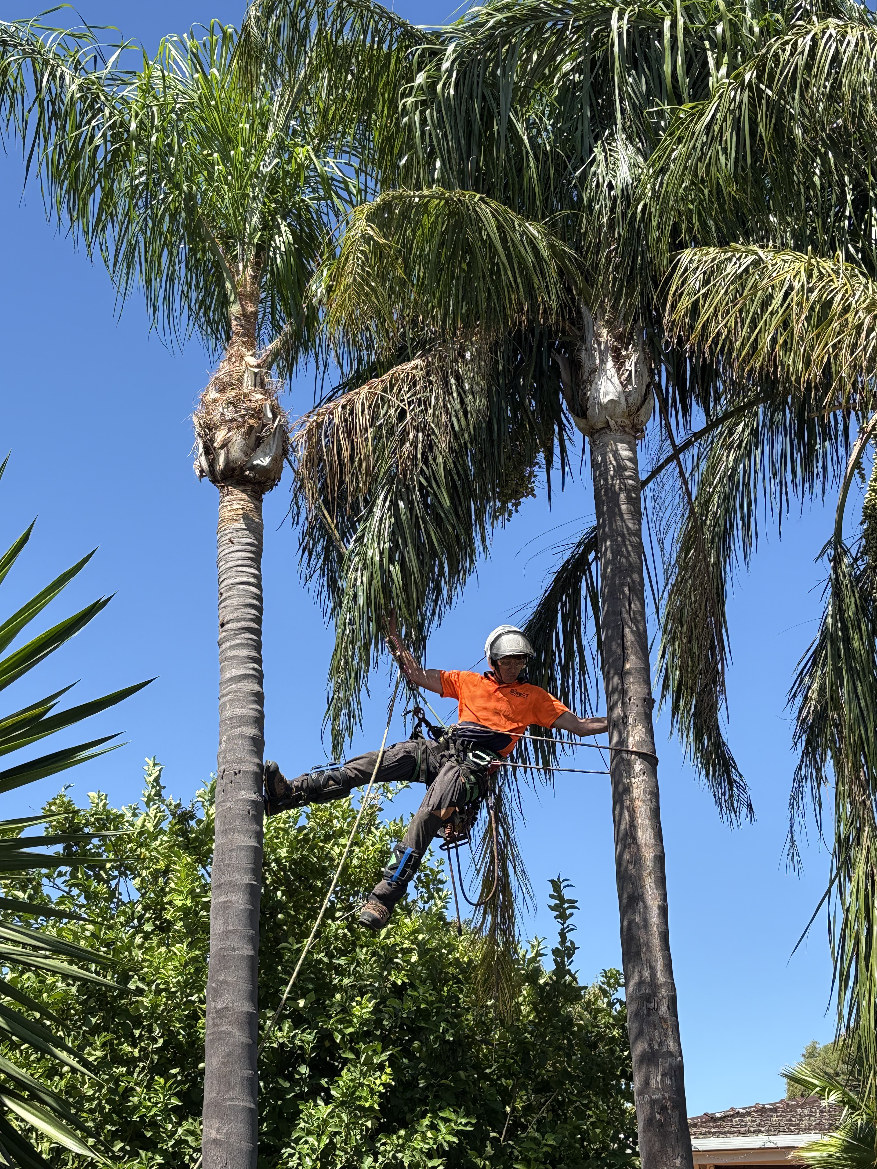 Tree hazard near home